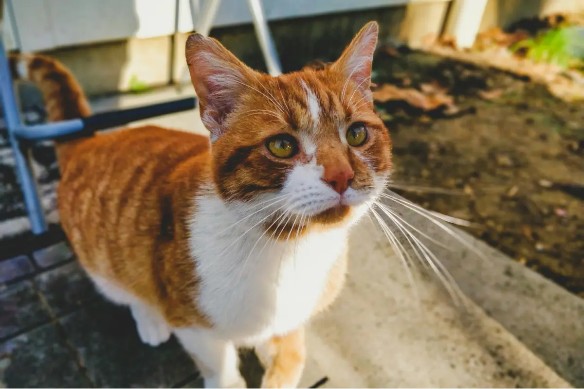 Visita la feria de adopción hoy en Plaza Paseo La Paz y encuentra a tu compañero peludo. Foto: Pexels / Jeffrey Riley