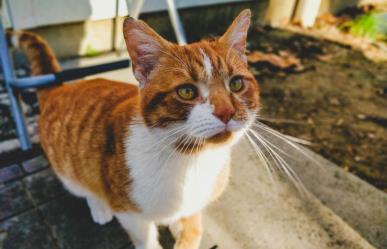 ¡Es hoy, es hoy! Feria de Adopción de MIAU Gatito en La Paz