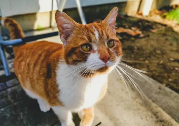 ¡Es hoy, es hoy! Feria de Adopción de MIAU Gatito en La Paz