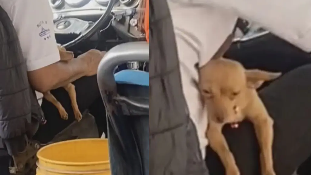 ¡Junto a mi carnal! Chofer de transporte público lleva a su perrito a trabajar