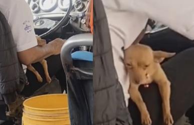 ¡Junto a mi carnal! Chofer de transporte público lleva a su perrito a trabajar