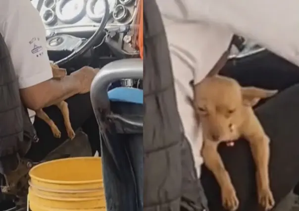 ¡Junto a mi carnal! Chofer de transporte público lleva a su perrito a trabajar