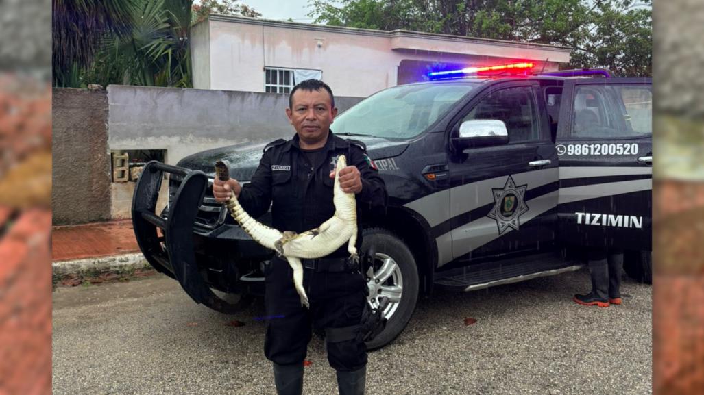 Atrapan a cocodrilo que caminaba por las calles de Tixkokob