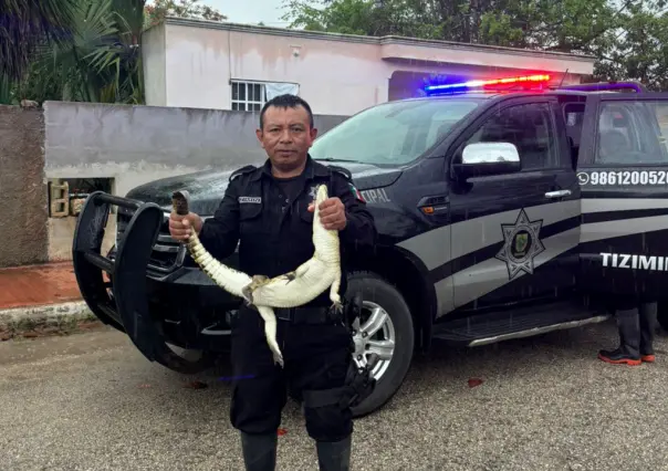 Atrapan a cocodrilo que caminaba por las calles de Tixkokob