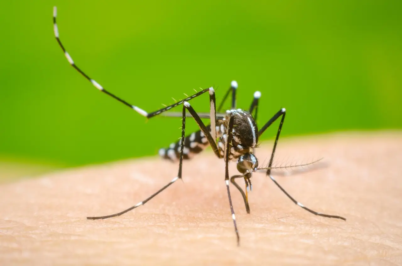 Previene del dengue. Foto de Medicina Plus.