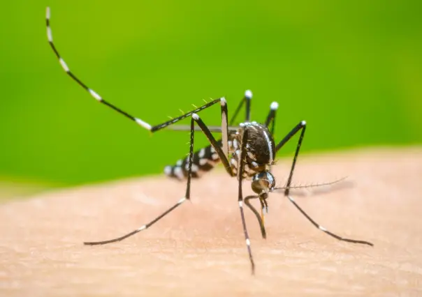 Precauciones ante el dengue en temporada de lluvias