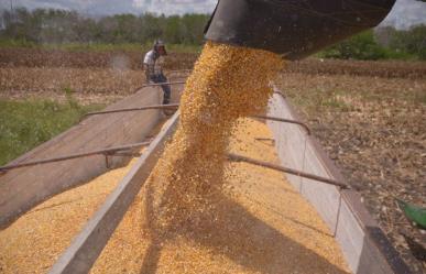 Inscripción en Programa de Precios de Garantía para Productores de Maíz