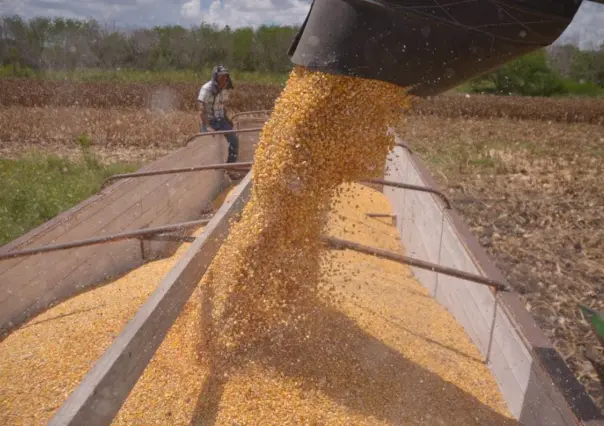 Inscripción en Programa de Precios de Garantía para Productores de Maíz