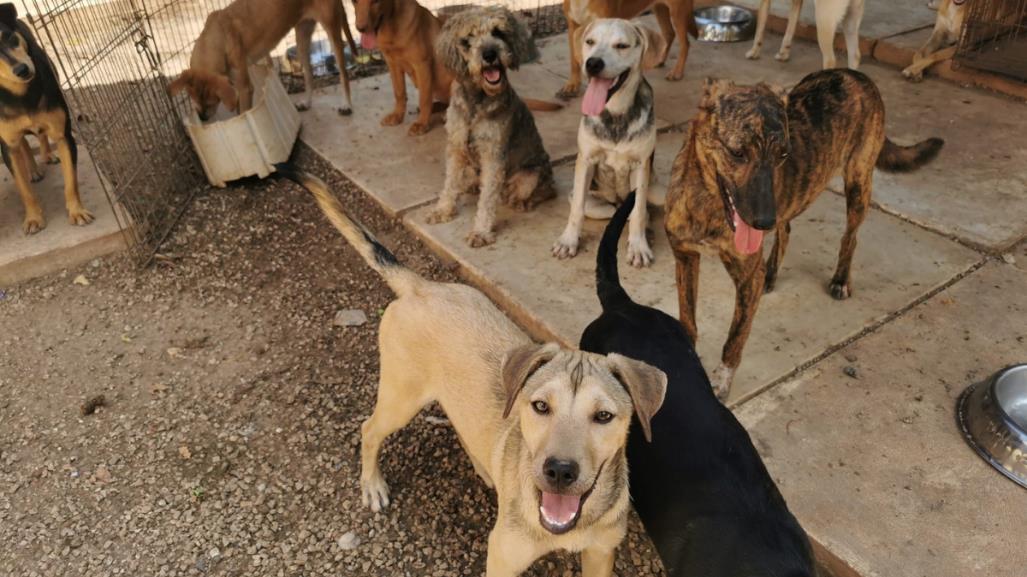 Albergue con más de 700 perros y gatos se queda sin comida: ¿Cómo ayudarlos?