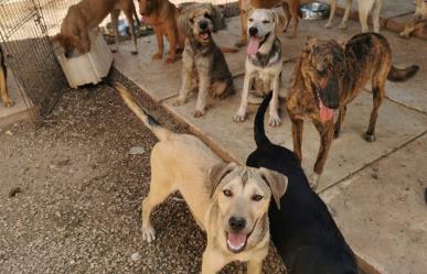 Albergue con más de 700 perros y gatos se queda sin comida: ¿Cómo ayudarlos?