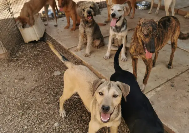 Albergue con más de 700 perros y gatos se queda sin comida: ¿Cómo ayudarlos?