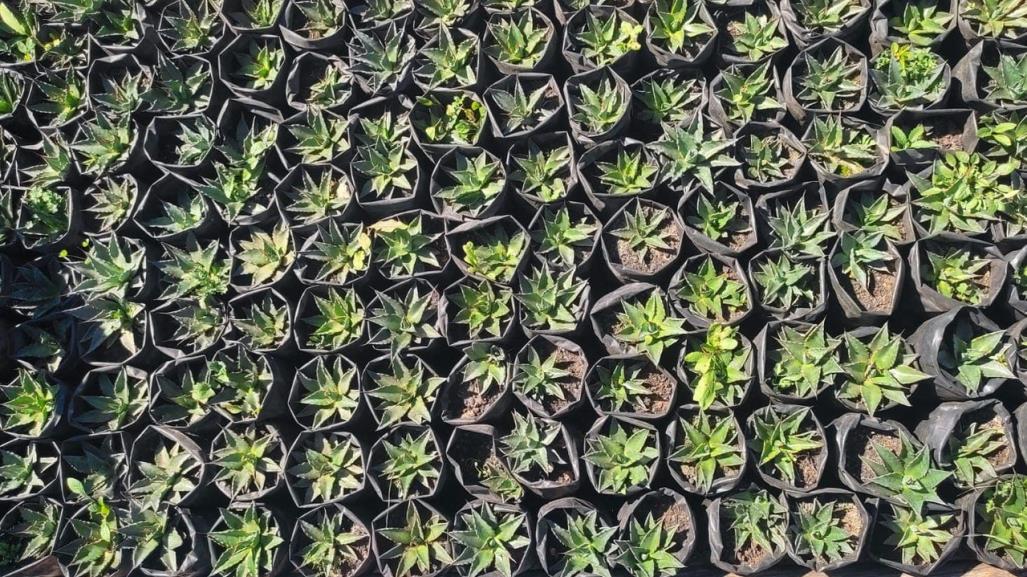 Proyecto de germinación de semillas de maguey mezcalero en la UAT