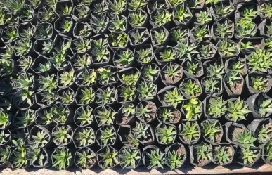 Proyecto de germinación de semillas de maguey mezcalero en la UAT