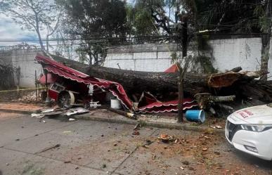 Árbol derriba puesto de gorditas en Tenancingo