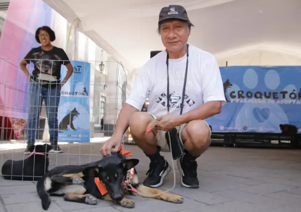 Ayuda a perros y gatos sin hogar en CDMX: Conoce cómo en el Croquetón de Tlalpan