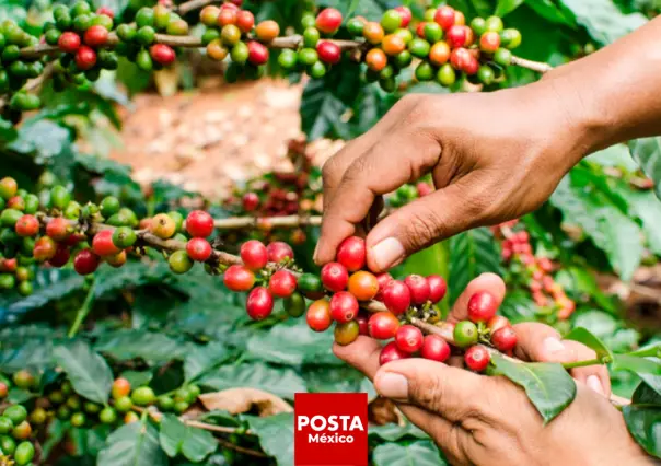 Inundaciones en México: Cultivos de café y frutas al borde de la pérdida