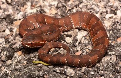 ¿Qué especies de serpientes salen durante las lluvias en Yucatán?