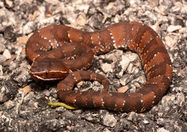 ¿Qué especies de serpientes salen durante las lluvias en Yucatán?