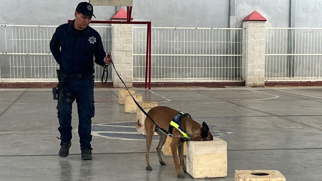 Uno de los atributos más impresionantes de estos perros, conocidos como K-9, es su agudo sentido del olfato. FOTOS: Jesús Carrillo.