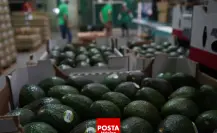 Veto al aguacate y mango mexicano levantado por EU, ¡con esta condición clave!