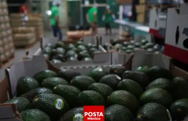 Veto al aguacate y mango mexicano levantado por EU, ¡con esta condición clave!