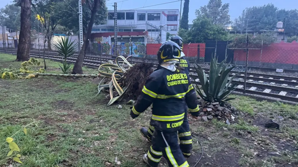 Tren ligero detenido por caída de árbol en calzada México-Xochimilco