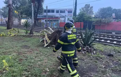 Tren ligero detenido por caída de árbol en calzada México-Xochimilco