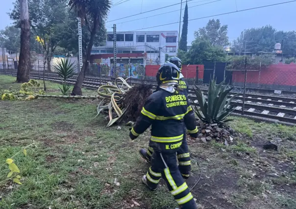 Tren ligero detenido por caída de árbol en calzada México-Xochimilco