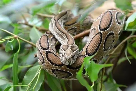 Serpiente mata a cinco personas; pensaban que estaba extinta