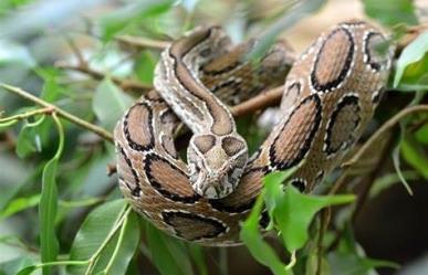 Serpiente mata a cinco personas; pensaban que estaba extinta