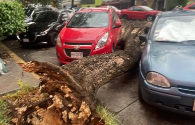 Cae árbol y daña dos autos y un poste de concreto en Venustiano Carranza