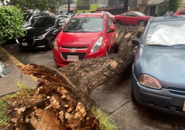 Cae árbol y daña dos autos y un poste de concreto en Venustiano Carranza