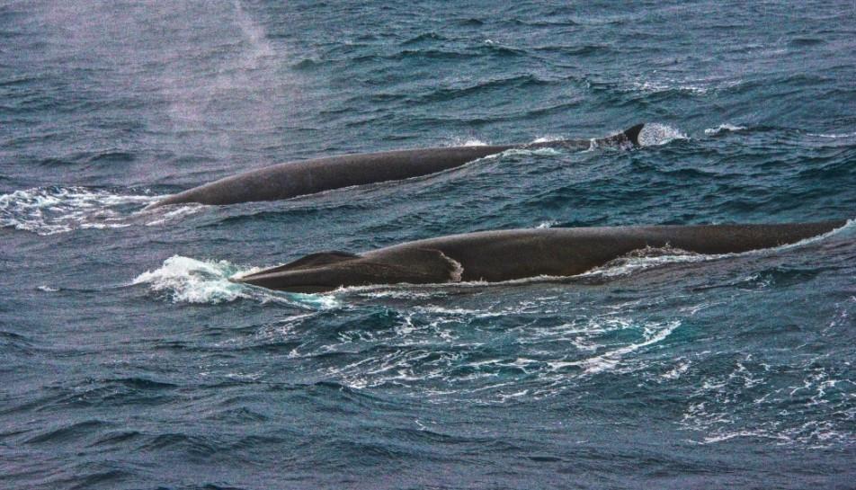 Buscan acabar con la caza de ballenas: firman más de 2 mil personas