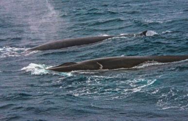 Buscan acabar con la caza de ballenas: firman más de 2 mil personas