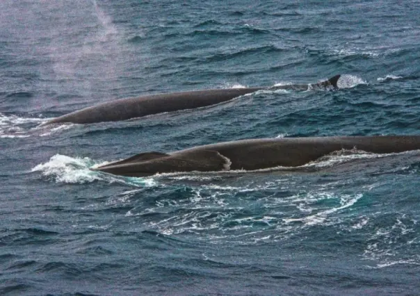 Buscan acabar con la caza de ballenas: firman más de 2 mil personas