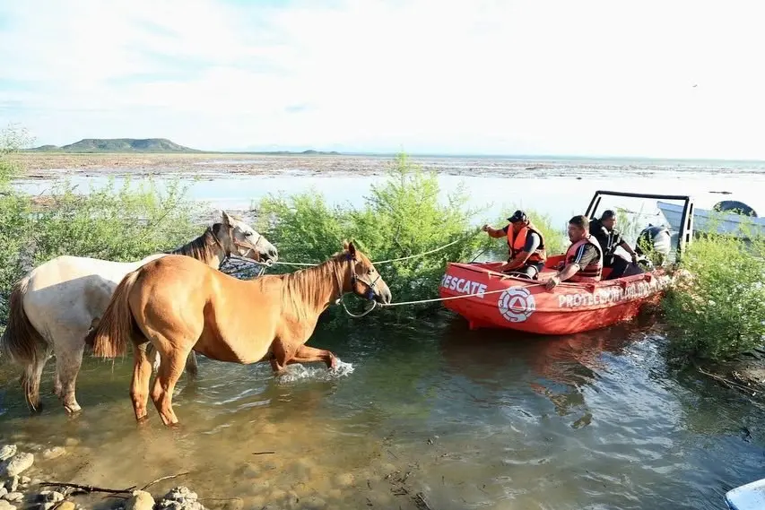 Protección Civil de Nuevo León realizó el primer rescate de 30 caballos. Fotos. Facebook Samuel García.