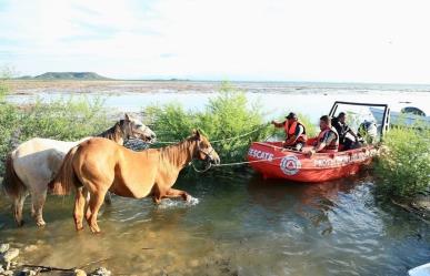 Rescatan más de 40 caballos atrapados en presa Cerro Prieto (VIDEO)