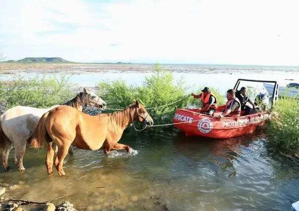 Rescatan más de 40 caballos atrapados en presa Cerro Prieto (VIDEO)