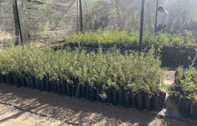 ¡Adopta un árbol y ayuda a reforestar La Paz!