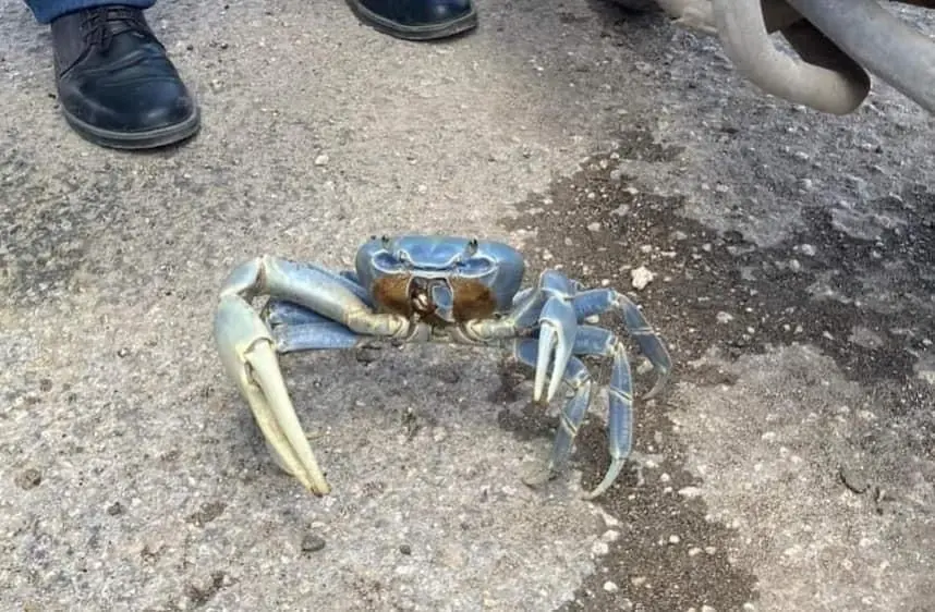 Un cangrejo azul aparece en paradero del Va y ven en Tizimín