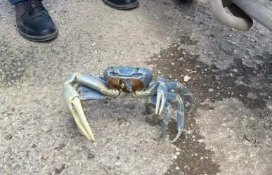 Un cangrejo azul aparece en paradero del Va y ven en Tizimín