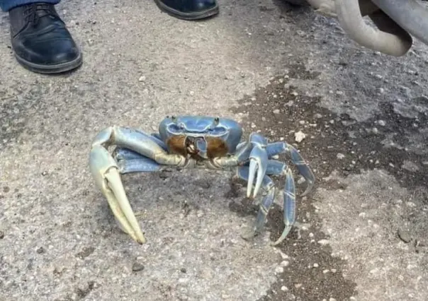 Un cangrejo azul aparece en paradero del Va y ven en Tizimín