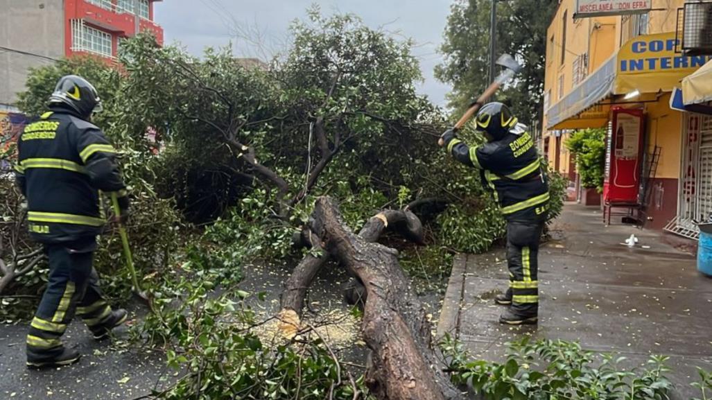 Cae árbol sobre vialidad sin afectar a personas ni vehículos en Cuauhtémoc