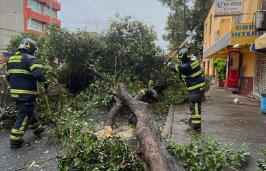 Cae árbol sobre vialidad sin afectar a personas ni vehículos en Cuauhtémoc