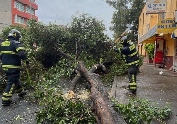 Cae árbol sobre vialidad sin afectar a personas ni vehículos en Cuauhtémoc