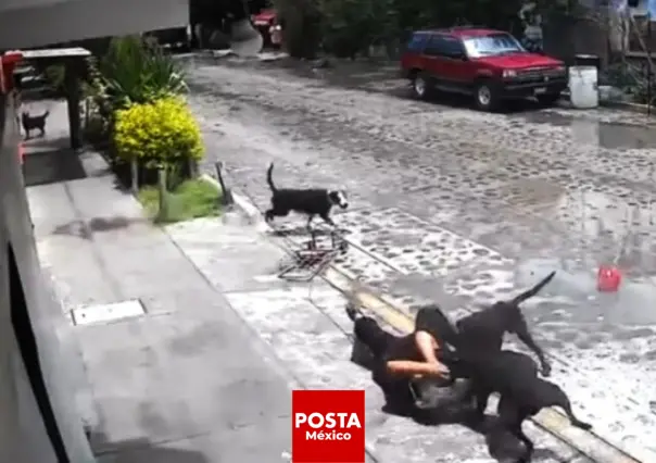 Anciana de 80 años atacada por manada de perros en La Palma, Querétaro