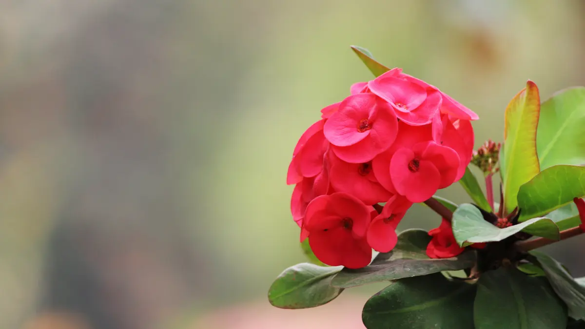 Se recomienda consultar con un médico antes de usar la planta con uso medicinal Foto: Cortesía