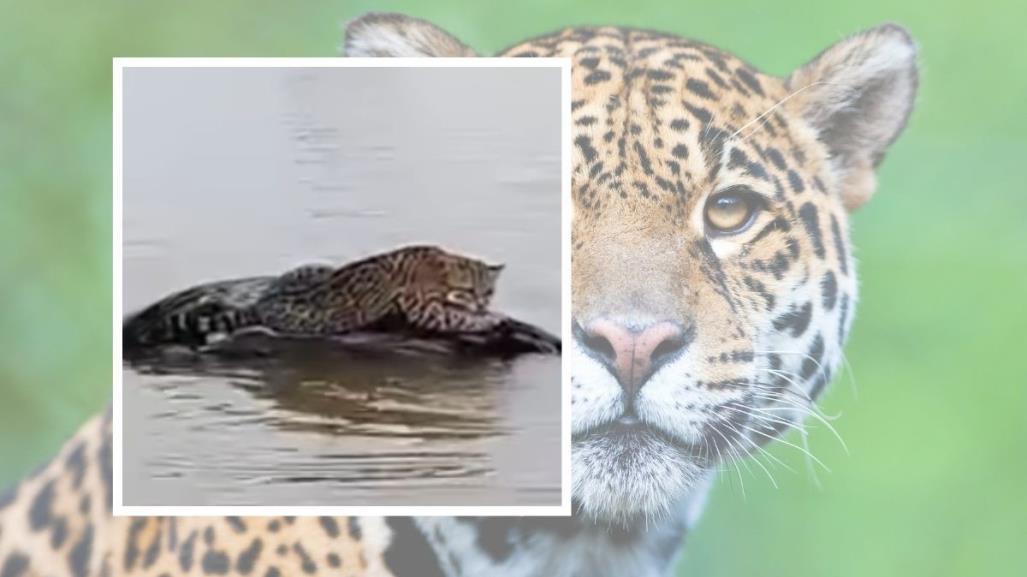 Encuentran majestuoso jaguar cerca de la presa Vicente Guerrero (VIDEO)