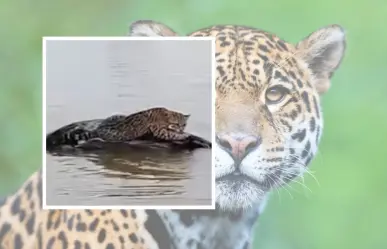 Encuentran majestuoso jaguar cerca de la presa Vicente Guerrero (VIDEO)