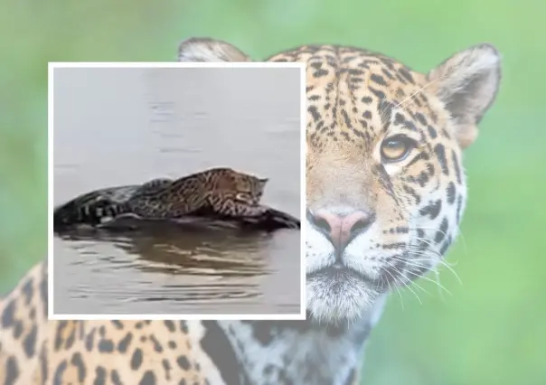 Encuentran majestuoso jaguar cerca de la presa Vicente Guerrero (VIDEO)